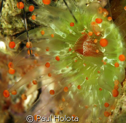 An Orange Bulb Coralliform. One of its tentacles is gripp... by Paul Holota 